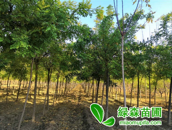 高接金葉槐
